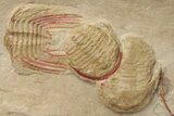 Red Selenopeltis & Asaphellus Trilobites - Fezouata Formation #213141-3